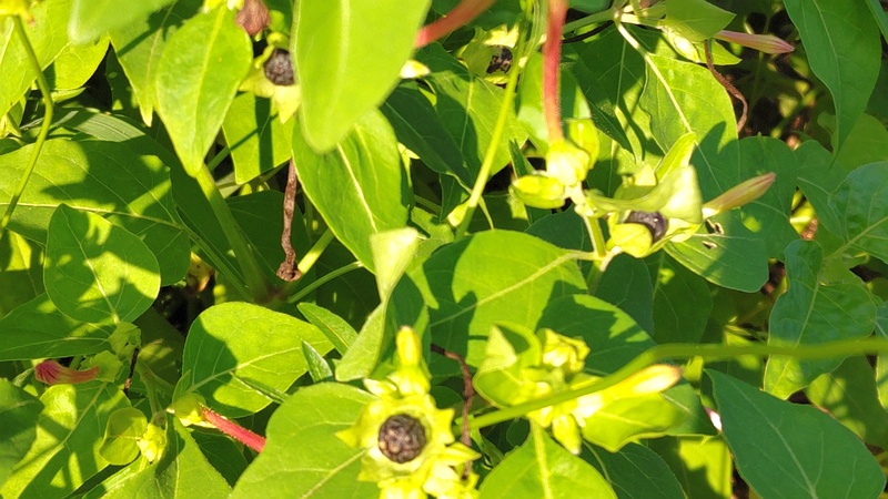 オシロイバナの種子 横浜市旭区中沢町