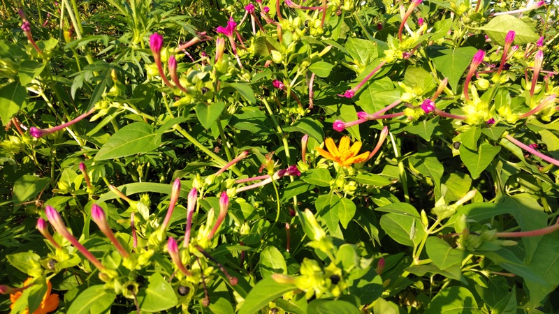 オシロイバナの果実 横浜市旭区中沢町