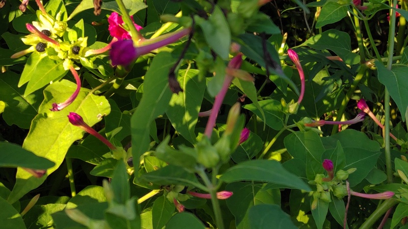 オシロイバナの果実 横浜市旭区中沢町