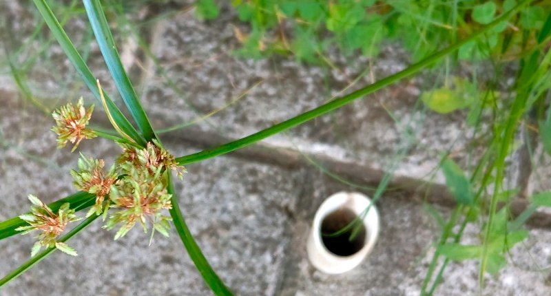 メリケンガヤツリ 東京都大田区平和の森公園