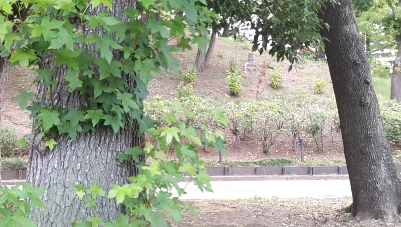 モミジバフウとクスノキ 東京都大田区平和島公園