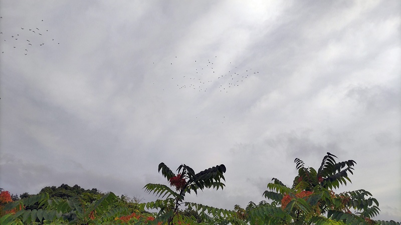 空のムクドリの群れ 東京都大田区平和島公園