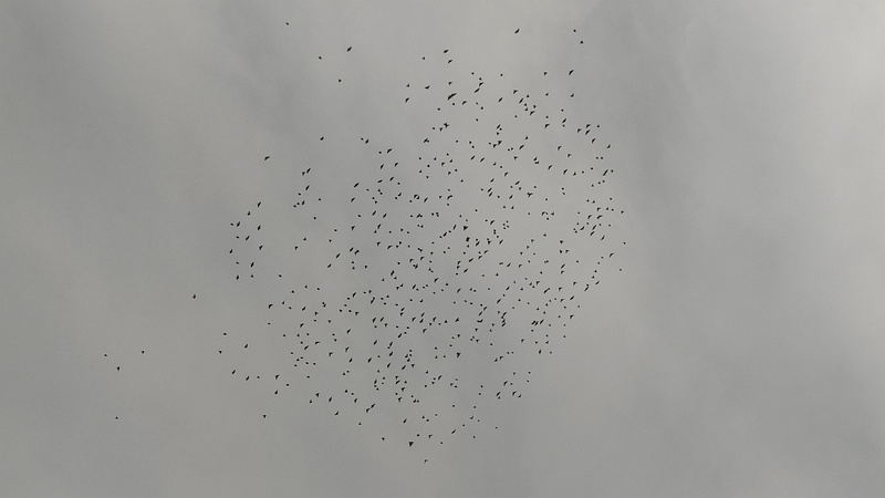 空のムクドリの群れ 東京都大田区平和島公園