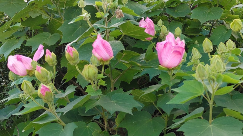 フヨウの花 東京都大田区大和大橋