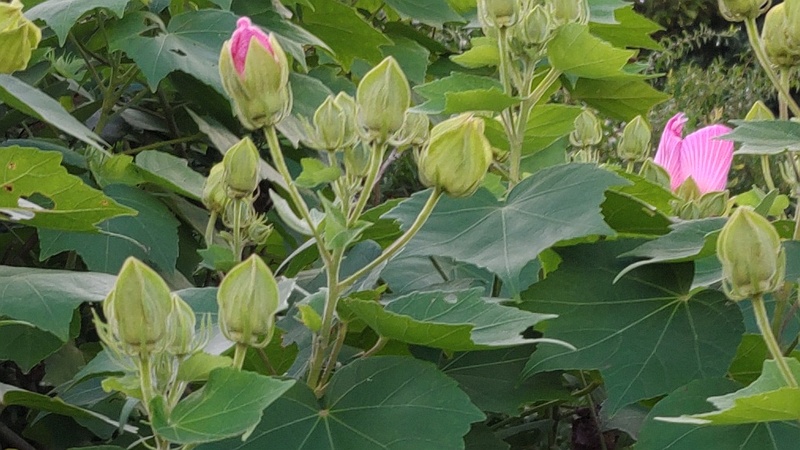 フヨウの花 東京都大田区大和大橋