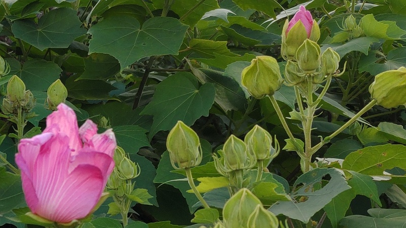 フヨウの花 東京都大田区大和大橋