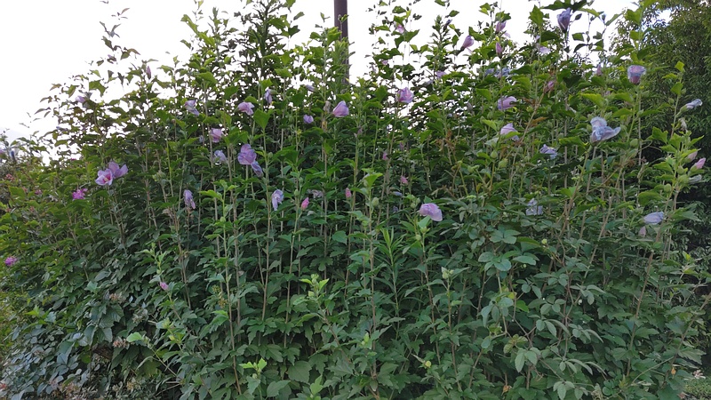 ムクゲの花 東京都大田区大和大橋