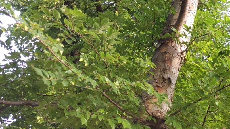 アキニレのクマゼミ？ 東京都大田区平和島公園