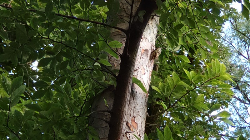 アキニレのクマゼミ？ 東京都大田区平和島公園