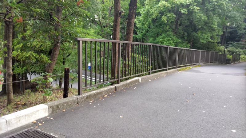 サンゴジュ（左端） 東京都大田区平和の森公園