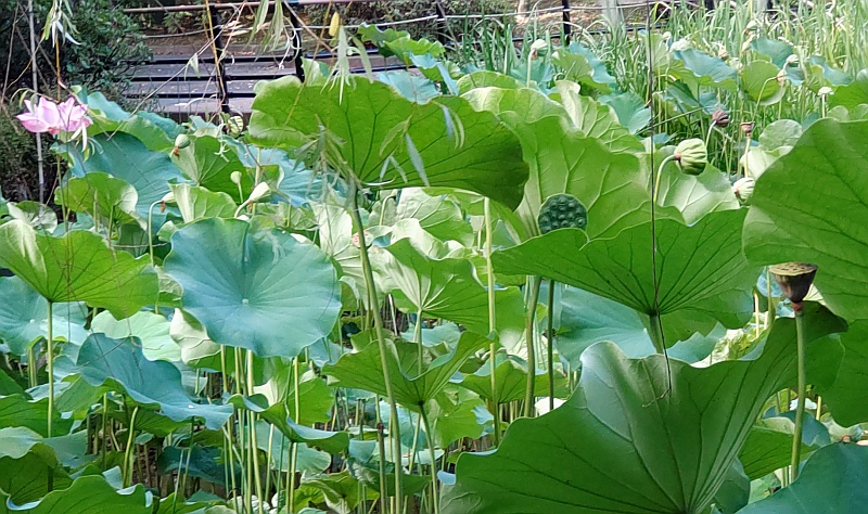 蓮池 東京都大田区平和の森公園