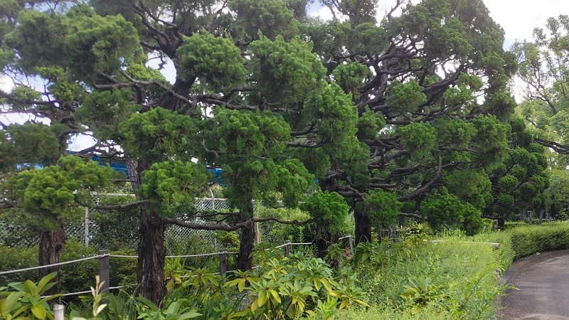 カイヅカイブキ 東京都大田区平和島公園