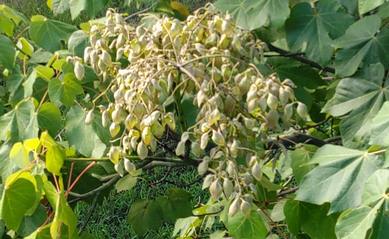 アオギリの果実 東京都大田区平和島公園