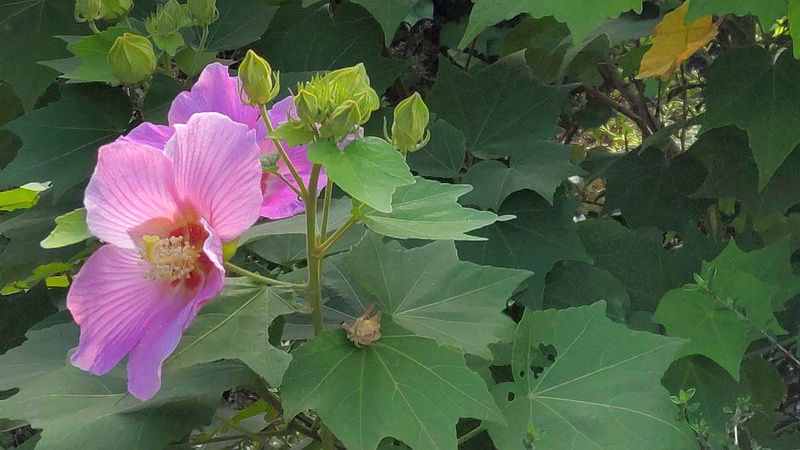 フヨウの花 東京都大田区大和大橋