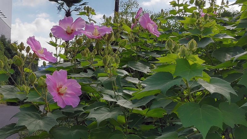 フヨウの花 東京都大田区大和大橋