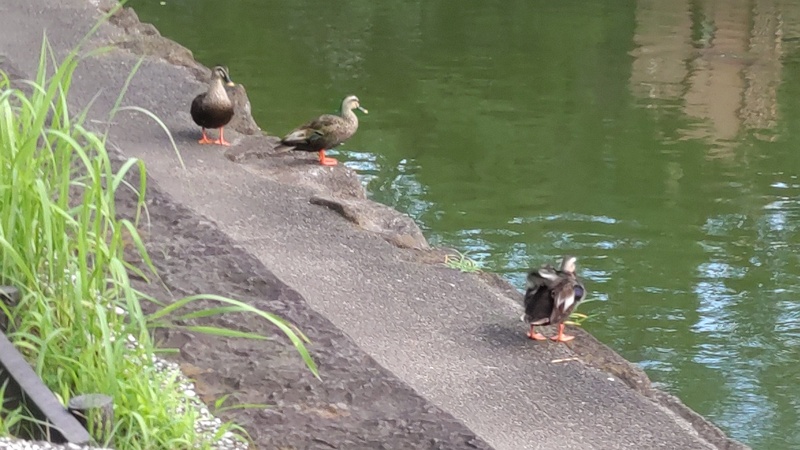 ひょうたん池のカルガモ 東京都大田区平和の森公園