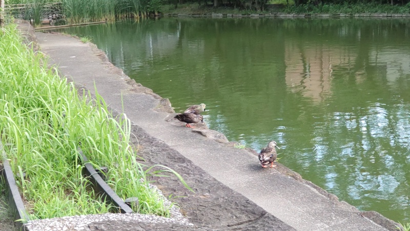 ひょうたん池のカルガモ 東京都大田区平和の森公園