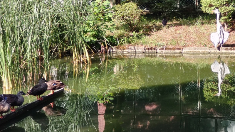 アオサギの羽根干しとハシブトガラス 東京都大田区平和の森公園