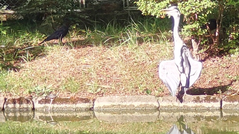 アオサギの羽根干しとハシブトガラス 東京都大田区平和の森公園