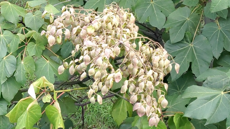 アオギリの果実 東京都大田区平和島公園