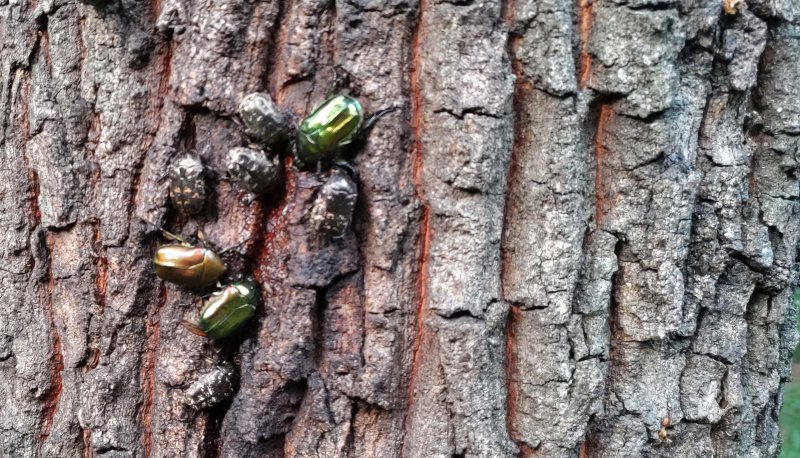 クヌギの樹液に集まるカナブン 東京都大田区平和の森公園