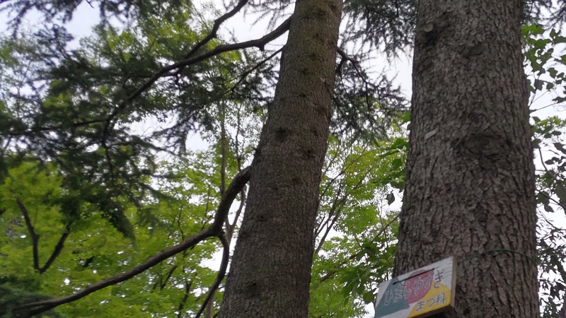 ヒマラヤスギ 東京都大田区平和の森公園