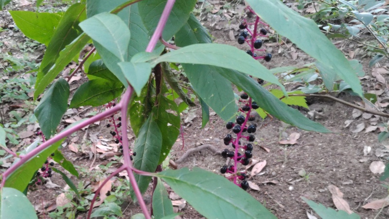 ヨウシュヤマゴボウ 東京都大田区平和の森公園