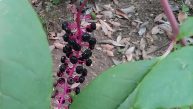 ヨウシュヤマゴボウ 東京都大田区平和の森公園