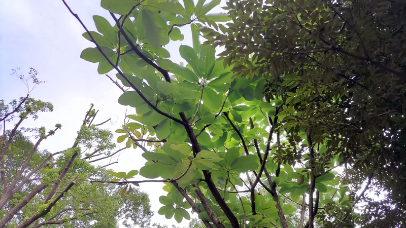 ホオノキ 東京都大田区平和の森公園