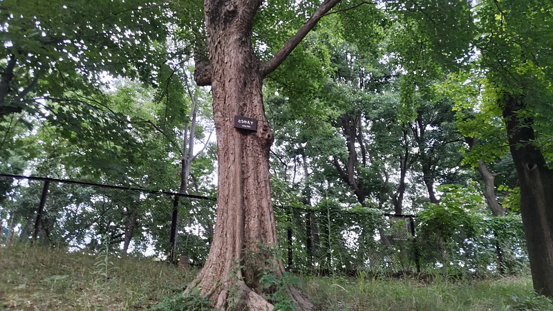トウカエデの名札 東京都大田区平和の森公園