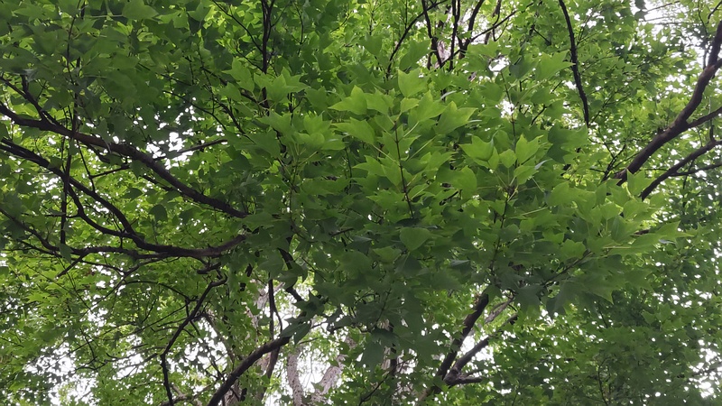 トウカエデ 東京都大田区平和の森公園