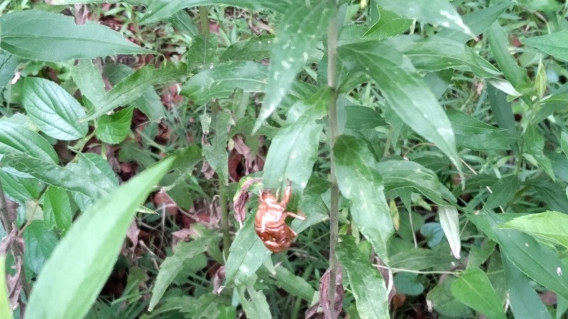 セイタカアワダチソウのセミの抜け殻 東京都大田区平和の森公園