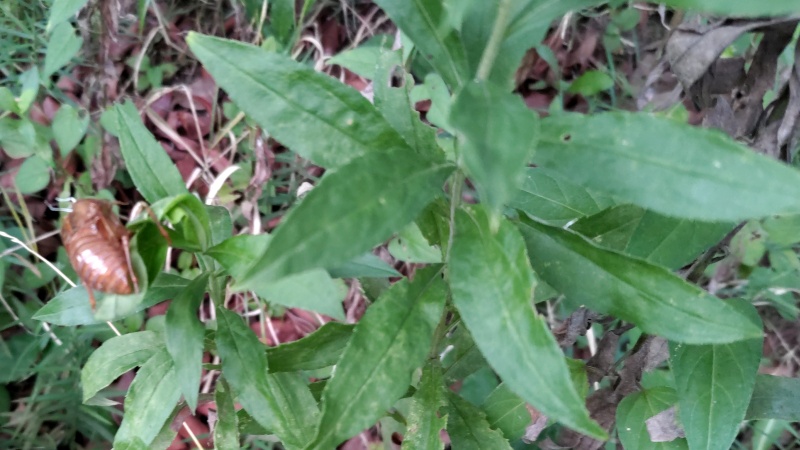 セイタカアワダチソウのセミの抜け殻 東京都大田区平和の森公園