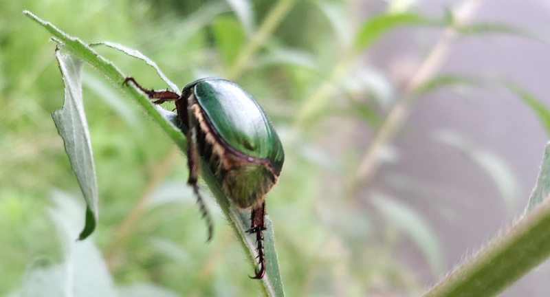 メマツヨイグサの葉を食べるアオドウガネ 東京都大田区平和の森公園