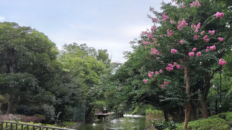 サルスベリ 東京都大田区平和の森公園