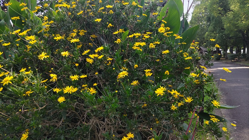 マーガレットコスモス 東京都大田区平和島公園