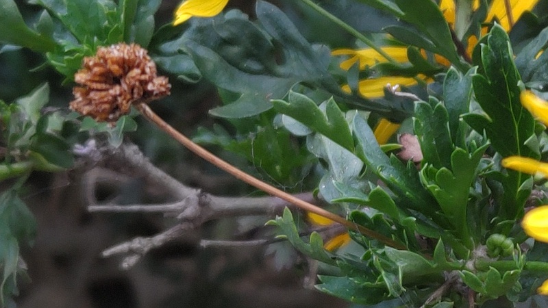 マーガレットコスモスの果実 東京都大田区平和島公園