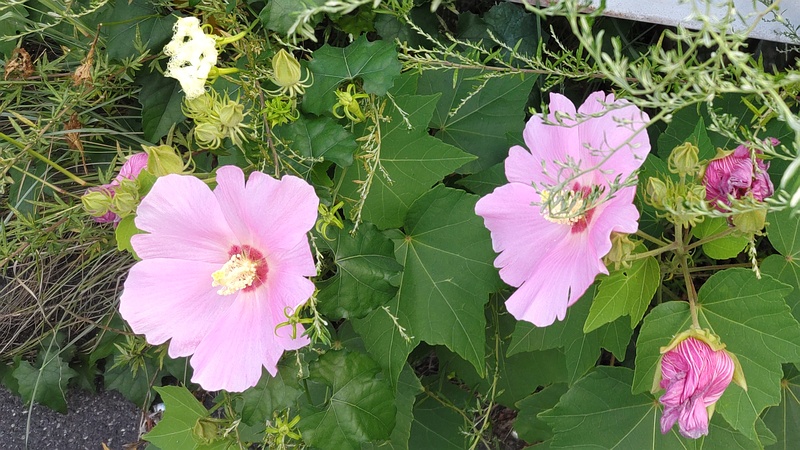 フヨウの花とキカラスウリの花 東京都大田区大和大橋