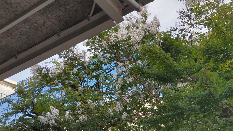 サルスベリ 東京都大田区平和島