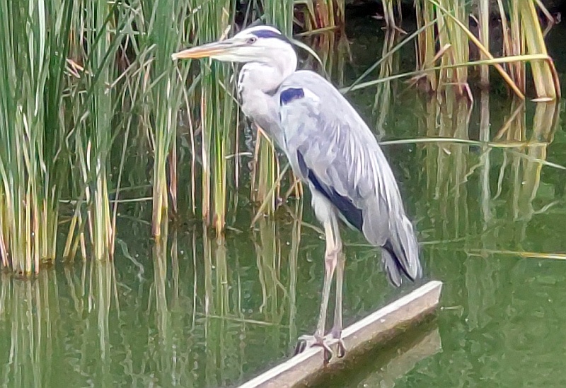 とまり木のアオサギ 東京都大田区平和の森公園