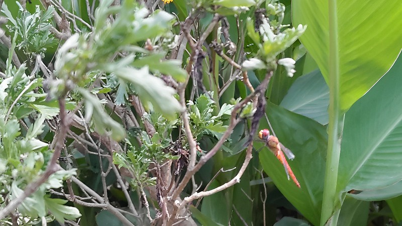 ナツアカネ 東京都大田区平和島公園