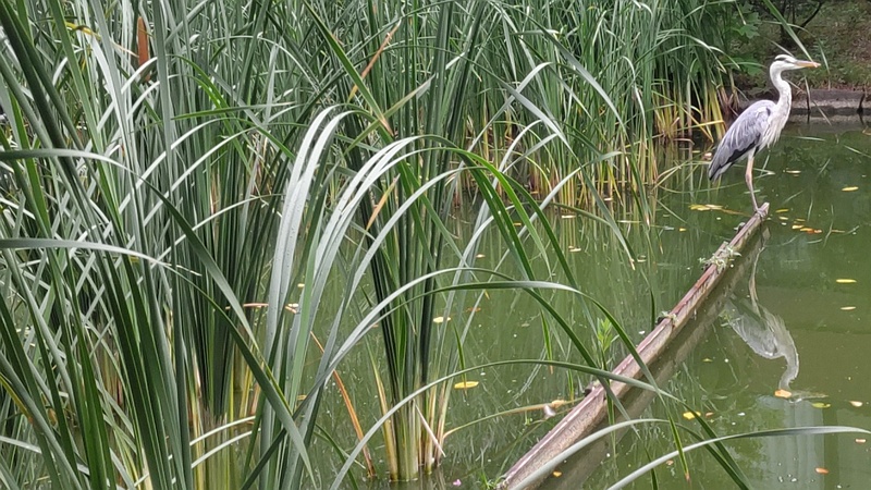 ヒメガマとアオサギ 東京都大田区平和の森公園