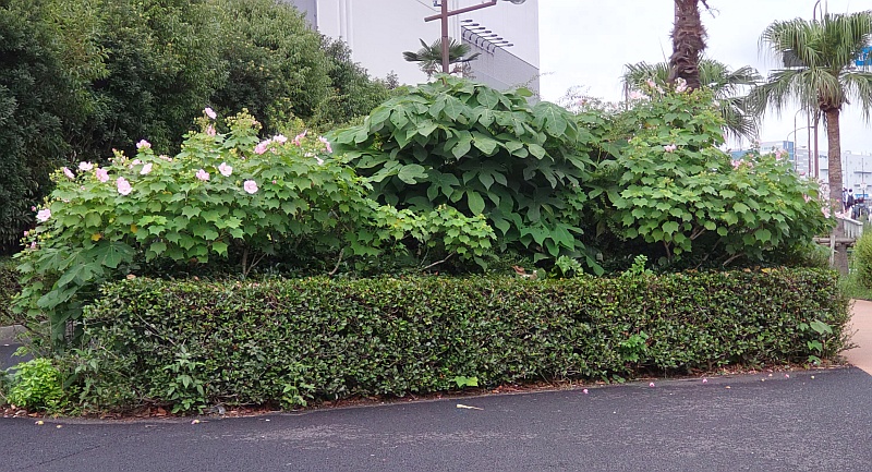 フヨウの花とアオギリ 東京都大田区大和大橋
