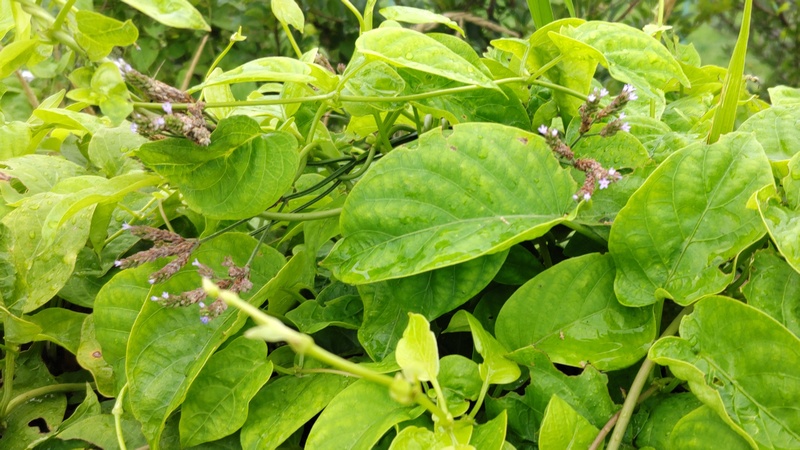 ヘクソカズラの葉とアレチハナガサの花 東京都大田区大和大橋
