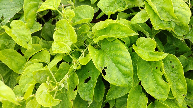 ヘクソカズラ 東京都大田区大和大橋