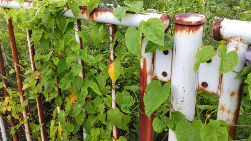 ヘクソカズラ 東京都大田区大和大橋