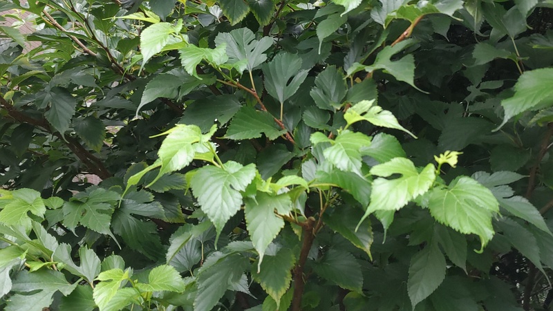 クワ 東京都大田区平和の森公園