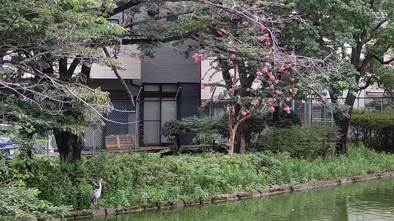 アオサギとサルスベリ 東京都大田区平和の森公園