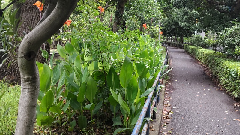 通勤路のカンナ 東京都大田区平和島公園