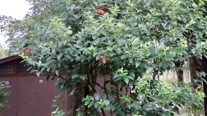 トウネズミモチの葉を食べるアオドウガネ 東京都大田区平和島公園